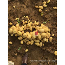 2016 New Crop Holland Potato Hot Sale for Pakistan